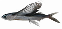 Image of Hirundichthys oxycephalus (Bony flyingfish)