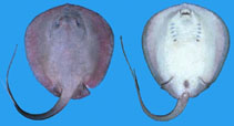 Image of Styracura pacifica (Pacific chupare)