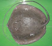 To FishBase images (<i>Himantura pastinacoides</i>, Thailand, by Krajangdara, T., M. Sumontha &  V. Sodop)