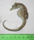 Image of Hippocampus patagonicus (Patagonian seahorse)