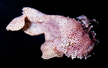 To FishBase images (<i>Histiophryne pogonius</i>, Indonesia, by Chalias, V.)
