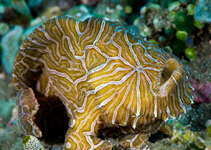 Image of Histiophryne psychedelica (Psychedelic frogfish)