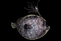 Image of Himantolophus sagamius (Pacific footballfish)