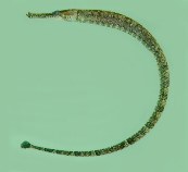 To FishBase images (<i>Hippichthys spicifer</i>, New Caledonia, by Randall, J.E.)