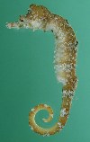 To FishBase images (<i>Hippocampus tyro</i>, Seychelles, by Randall, J.E.)