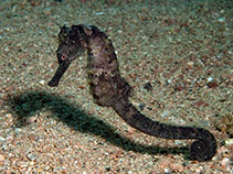 Image of Hippocampus suezensis (Egyptian seahorse)