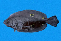 To FishBase images (<i>Hippoglossina tetrophthalmus</i>, Panama, by Robertson, R.)