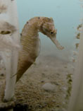 To FishBase images (<i>Hippocampus trimaculatus</i>, Cambodia, by Marine Conservation Cambodia (MCC))