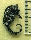 Image of Hippocampus zebra (Zebra seahorse)