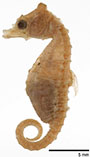 Image of Hippocampus zosterae (Dwarf seahorse)