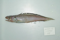 To FishBase images (<i>Homostolus acer</i>, Philippines, by Reyes, R.B.)