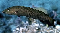 To FishBase images (<i>Hologymnosus annulatus</i>, by Randall, J.E.)