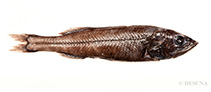To FishBase images (<i>Holtbyrnia anomala</i>, by DESCNA)
