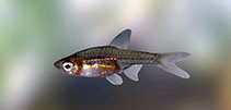 To FishBase images (<i>Horadandia atukorali</i>, Sri Lanka, by Ramani Shirantha)