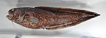 To FishBase images (<i>Hoplobrotula badia</i>, Ryukyu Is., by Senou, H.)