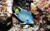 To FishBase images (<i>Holacanthus bermudensis</i>, Bermuda, by Chan, T.T.C.)