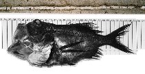 To FishBase images (<i>Hoplostethus cadenati</i>, by Ba��n D�az, R.)