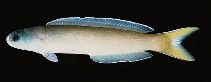 To FishBase images (<i>Hoplolatilus cuniculus</i>, Tahiti, by Randall, J.E.)