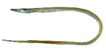 To FishBase images (<i>Hoplunnis diomedianus</i>, Suriname, by JAMARC)
