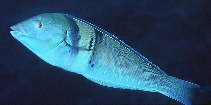 To FishBase images (<i>Hologymnosus doliatus</i>, South Africa, by Randall, J.E.)