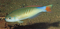To FishBase images (<i>Hoplolatilus erdmanni</i>, Indonesia, by Allen, G.R.)