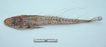 To FishBase images (<i>Hoplichthys filamentosus</i>, Australia, by Graham, K.)