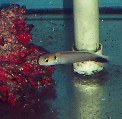 Image of Hoplolatilus fourmanoiri (Yellow-spotted tilefish)