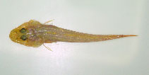To FishBase images (<i>Hoplichthys gilberti</i>, Philippines, by Reyes, R.B.)