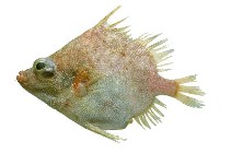 To FishBase images (<i>Hollardia hollardi</i>, by JAMARC)
