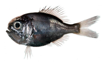To FishBase images (<i>Hoplostethus japonicus</i>, by National Museum of Marine Biology and Aquarium, Taiwan)