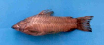 To FishBase images (<i>Hoplosternum magdalenae</i>, Colombia, by Olaya-Nieto, C.W.)