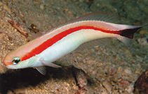 Image of Hoplolatilus marcosi (Redback sand tilefish)