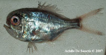 To FishBase images (<i>Hoplostethus mediterraneus mediterraneus</i>, Italy, by De Sanctis, A.)