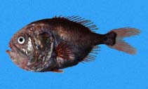 To FishBase images (<i>Hoplostethus mento</i>, Panama, by Robertson, R.)