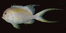 To FishBase images (<i>Holanthias natalensis</i>, Seychelles, by Randall, J.E.)