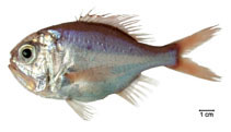 To FishBase images (<i>Hoplostethus occidentalis</i>, Brazil, by Fischer, L.G.)