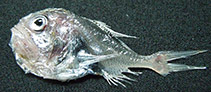 To FishBase images (<i>Hoplostethus pacificus</i>, Ecuador, by Briones-Mendoza, J.)