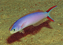 To FishBase images (<i>Hoplolatilus purpureus</i>, Philippines, by Steene, R.)