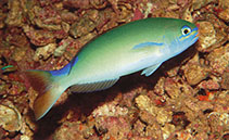 To FishBase images (<i>Hoplolatilus randalli</i>, Indonesia, by Allen, G.R.)