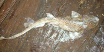 To FishBase images (<i>Holohalaelurus regani</i>, South Africa, by Le Noury, P.)