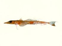 To FishBase images (<i>Hoplichthys regani</i>, by CSIRO)
