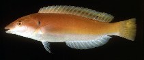 To FishBase images (<i>Hologymnosus rhodonotus</i>, Indonesia, by Randall, J.E.)
