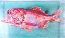 To FishBase images (<i>Hoplostethus robustispinus</i>, Philippines, by Moore, J.)