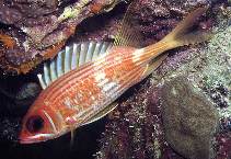 To FishBase images (<i>Holocentrus rufus</i>, Neth Antilles, by Patzner, R.)
