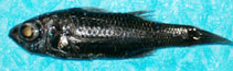 To FishBase images (<i>Howella sherborni</i>, Canada, by Armesto, A.)