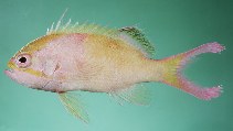To FishBase images (<i>Odontanthias grahami</i>, Australia, by Randall, J.E.)
