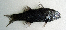 To FishBase images (<i>Howella zina</i>, by National Museum of Marine Science and Technology, Taiwan)