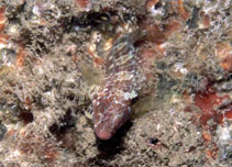 To FishBase images (<i>Hypleurochilus aequipinnis</i>, Senegal, by Wirtz, P.)