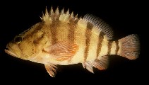 To FishBase images (<i>Hypoplectrodes annulatus</i>, Australia, by Randall, J.E.)