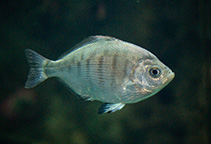 To FishBase images (<i>Hyperprosopon argenteum</i>, by DeCloux, R.)